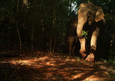 Elephant standing on field in forest