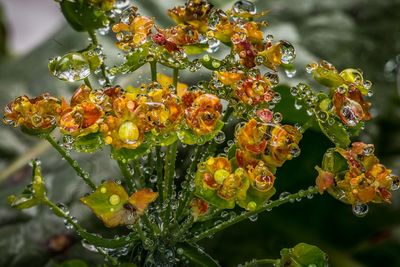 Close-up of wet plant