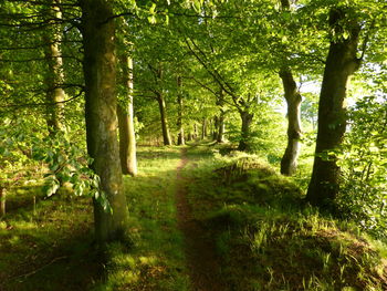 Trees in forest