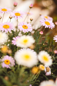 Close-up of pink daisy flowers