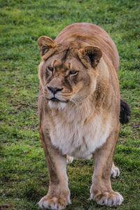 Lion on grass