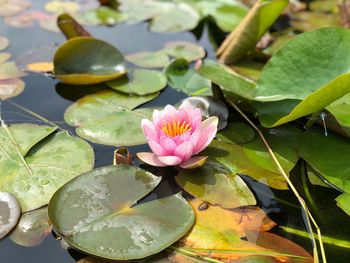 Lotus water lily in lake