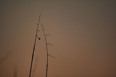 Low angle view of silhouette birds against sky during sunset