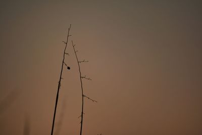 Low angle view of silhouette birds against sky during sunset