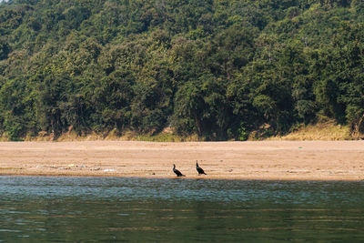 Bird pairs on river bank