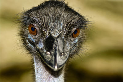 Front view close-up of ostrich