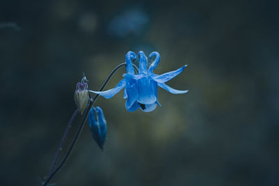 Close-up of flower against blurred background