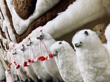 Close-up of white horse with animal toy