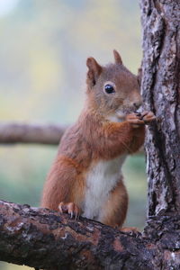 Close-up of squirrel on tree trunk