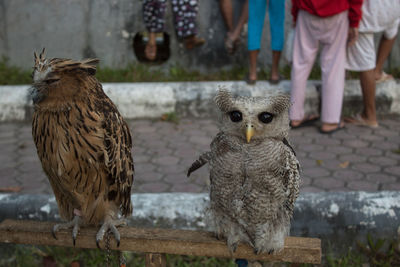 Close-up of owl