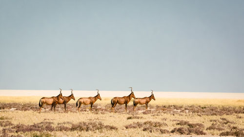 Side view of antelopes standing on field against clear sky