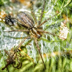 Close-up of spider on web