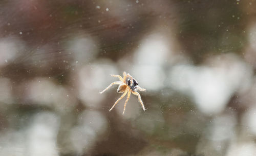 Close-up of spider on web