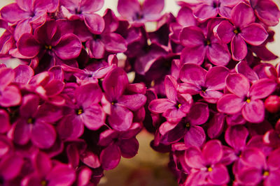 Close-up of pink flowering plants