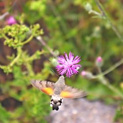 Close-up of purple flowering plant