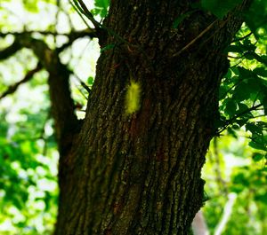 Close-up of tree trunk