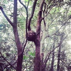 Low angle view of trees in the forest