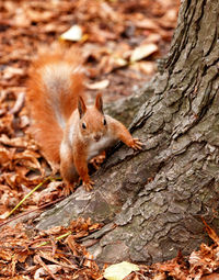 Portrait of a curious orange squirrel peeking from behind the roots of a tree.