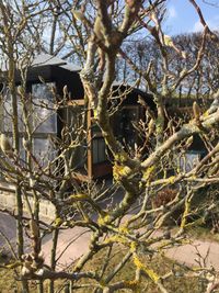 Low angle view of tree against house