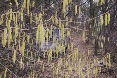 Bare trees in forest