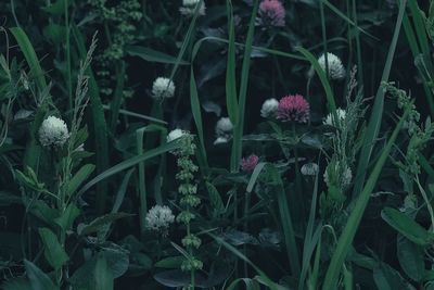 Close-up of flowers growing on plant