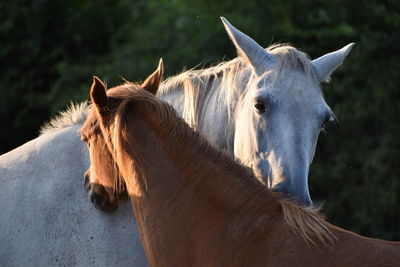 Close-up of horse in ranch