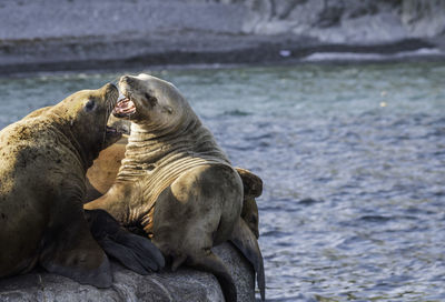 Sea lions on rock