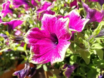 Close-up of pink flowering plant