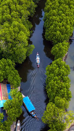 High angle view of trees by plants