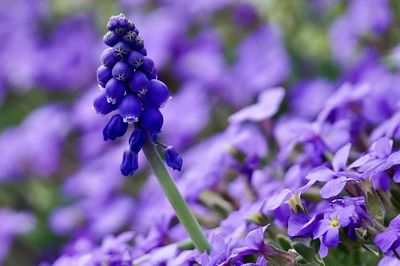 purple