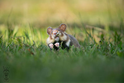 Meerkat in a field