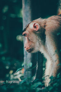 Close-up of monkey looking away