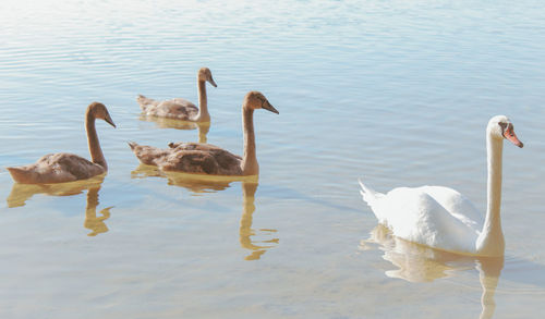 Swans swimming in lake