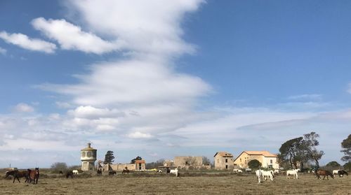 Cows grazing on landscape against cloudy sky