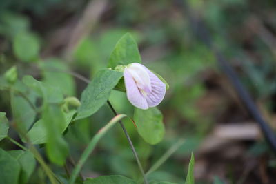 Close-up of white flowering plant