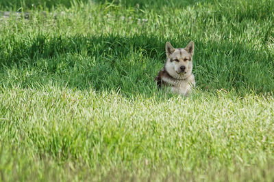 Portrait of dog lying on grass