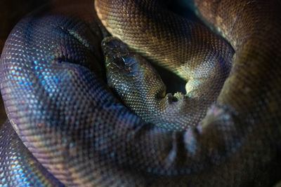 Full frame shot of snake