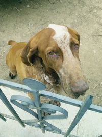 Portrait of a dog
