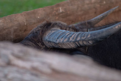 Close-up of an animal