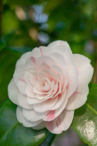 Close-up of rose flower