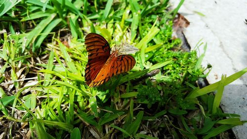 Close-up of butterfly on leaf