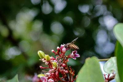 Close-up of bee pollinating on flower