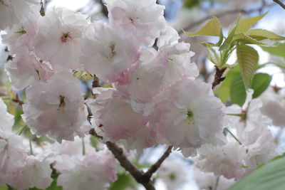 Low angle view of apple blossoms in spring