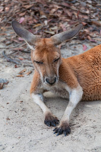 Australian wild antilopine red kangaroo animal resting on the ground