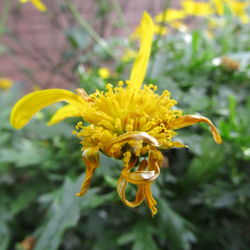 Close-up of yellow flowers