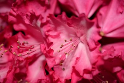 Macro shot of pink flower petals