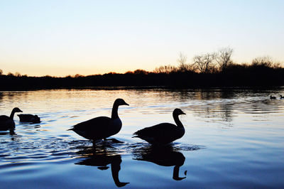 Ducks swimming in lake at sunset