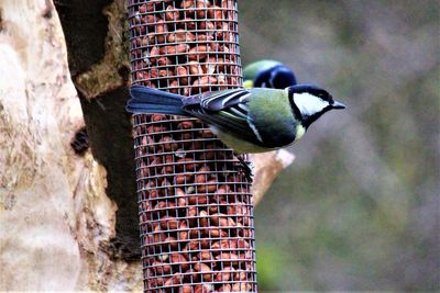 Close-up of bird perching on a feeder