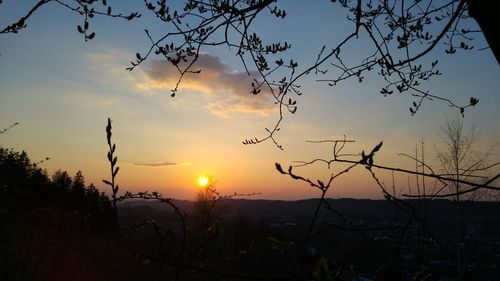 Silhouette of trees at sunset