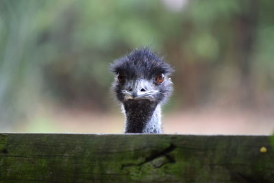 Ostrich head behind wooden fence